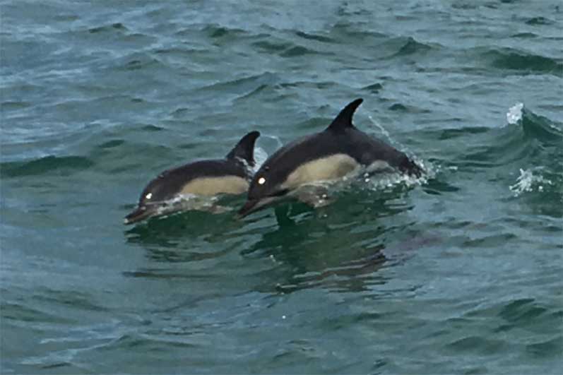 Rencontre dauphins