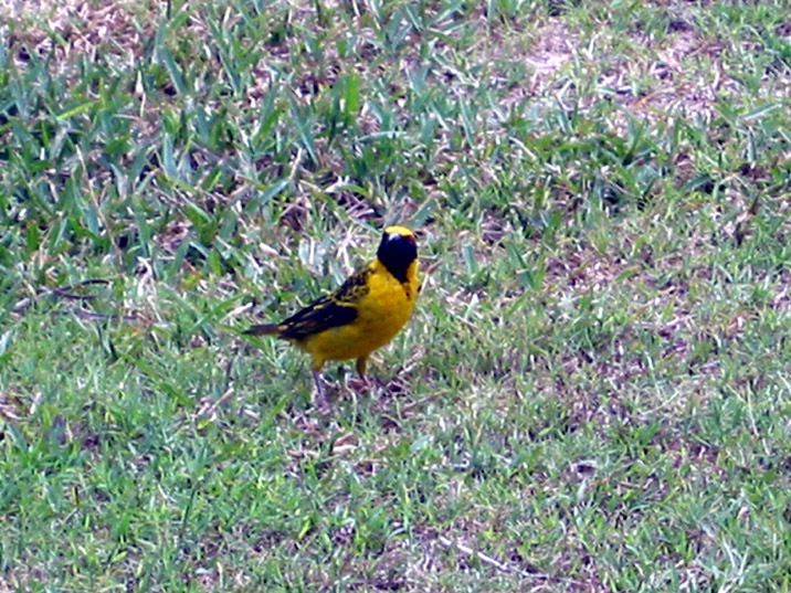 oiseaux Ile Maurice