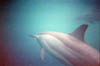 Dauphins3
