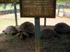 Tortues