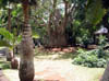 jardin_de_Pamplemousses3