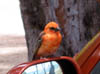 oiseaux2