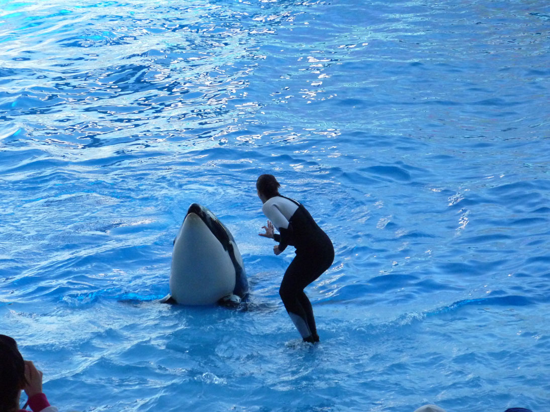 Orlando SeaWorld Spectacle grandiose